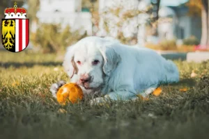 Lire la suite à propos de l’article Éleveurs de Clumber Spaniel et chiots en Haute-Autriche