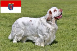 Lire la suite à propos de l’article Éleveurs de Clumber Spaniel et chiots en Hesse