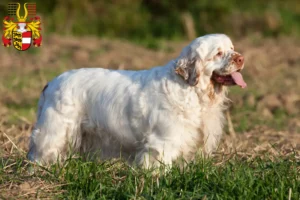 Lire la suite à propos de l’article Éleveurs de Clumber Spaniel et chiots en Carinthie