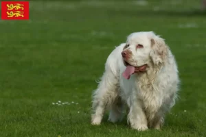 Lire la suite à propos de l’article Éleveurs de Clumber Spaniels et chiots en Normandie