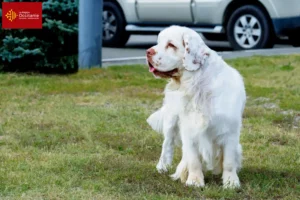 Lire la suite à propos de l’article Éleveurs de Clumber Spaniels et chiots en Occitanie