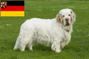 Lire la suite à propos de l’article Éleveurs de Clumber Spaniel et chiots en Rhénanie-Palatinat