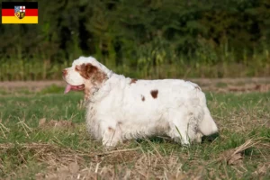 Lire la suite à propos de l’article Éleveurs de Clumber Spaniel et chiots en Sarre