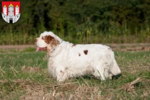 Lire la suite à propos de l’article Éleveurs de Clumber Spaniel et chiots à Salzbourg