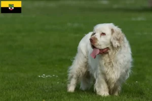 Lire la suite à propos de l’article Éleveurs de Clumber Spaniel et chiots en Saxe-Anhalt