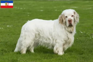 Lire la suite à propos de l’article Éleveurs de Clumber Spaniel et chiots dans le Schleswig-Holstein