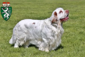 Lire la suite à propos de l’article Éleveurs de Clumber Spaniel et chiots en Styrie