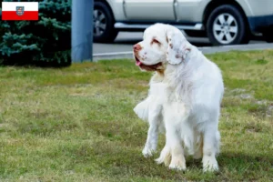 Lire la suite à propos de l’article Éleveurs de Clumber Spaniel et chiots en Thuringe