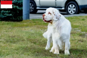 Lire la suite à propos de l’article Éleveurs de Clumber Spaniel et chiots à Vienne