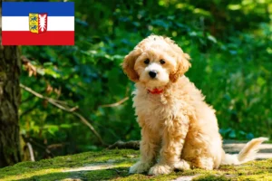 Lire la suite à propos de l’article Éleveurs de Cockapoo et chiots en Schleswig-Holstein