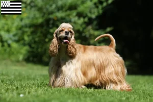 Lire la suite à propos de l’article Éleveurs de Cockers américains et chiots en Bretagne