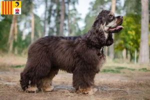 Lire la suite à propos de l’article Éleveurs de Cocker américain et chiots en Provence-Alpes-Côte d’Azur