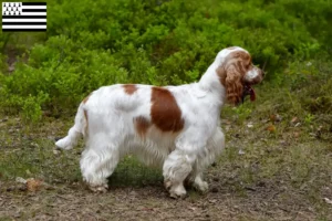 Lire la suite à propos de l’article Éleveurs de Cocker anglais et chiots en Bretagne