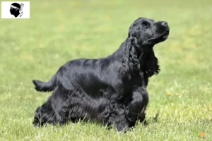 Lire la suite à propos de l’article Cocker anglais éleveurs et chiots en Corse