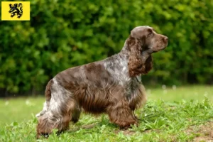 Lire la suite à propos de l’article Cocker anglais éleveurs et chiots en Flandre