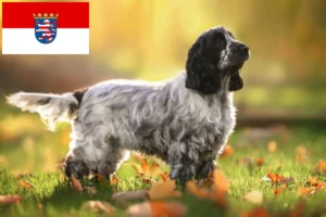 Lire la suite à propos de l’article Cocker anglais éleveurs et chiots en Hesse