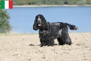 Lire la suite à propos de l’article Cocker anglais éleveurs et chiots en Italie