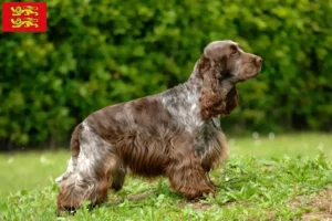 Lire la suite à propos de l’article Éleveurs de Cocker anglais et chiots en Normandie