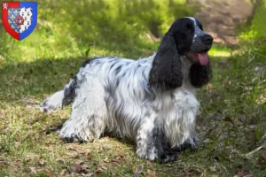 Lire la suite à propos de l’article Cocker anglais éleveurs et chiots en Pays de la Loire