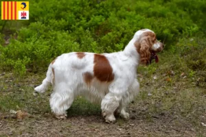 Lire la suite à propos de l’article Cocker anglais éleveurs et chiots en Provence-Alpes-Côte d’Azur