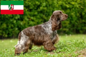 Lire la suite à propos de l’article Cocker anglais éleveurs et chiots en Rhénanie du Nord-Westphalie