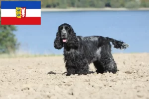 Lire la suite à propos de l’article Cocker anglais éleveurs et chiots dans le Schleswig-Holstein