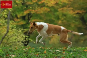 Lire la suite à propos de l’article Éleveurs de collies et chiots en Occitanie