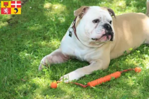 Lire la suite à propos de l’article Éleveurs de Continental Bulldogs et chiots en Auvergne-Rhône-Alpes