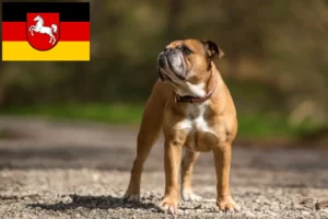 Lire la suite à propos de l’article Éleveurs de Continental Bulldogs et chiots en Basse-Saxe