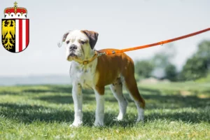 Lire la suite à propos de l’article Éleveurs de Continental Bulldogs et chiots en Haute-Autriche