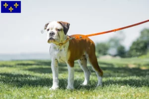 Lire la suite à propos de l’article Éleveurs de Continental Bulldogs et chiots en Île-de-France