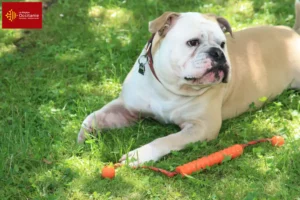 Lire la suite à propos de l’article Éleveurs de Bouledogues Continentaux et chiots en Occitanie