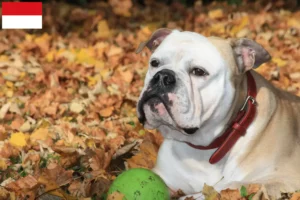 Lire la suite à propos de l’article Éleveurs de Continental Bulldogs et chiots à Vienne