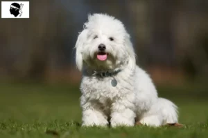 Lire la suite à propos de l’article Coton de Tuléar éleveurs et chiots en Corse