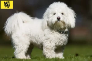 Lire la suite à propos de l’article Coton de Tuléar éleveurs et chiots en Flandre