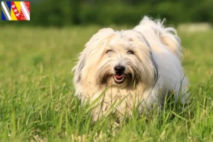 Lire la suite à propos de l’article Coton de Tuléar éleveurs et chiots en Grand Est