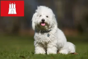 Lire la suite à propos de l’article Coton de Tuléar éleveurs et chiots à Hambourg