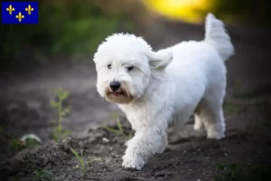 Lire la suite à propos de l’article Coton de Tuléar éleveurs et chiots en Île-de-France