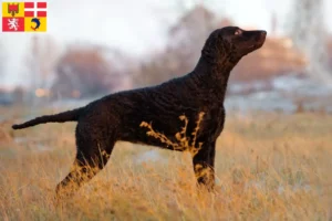 Lire la suite à propos de l’article Éleveurs de Retrievers à poil bouclé et chiots en Auvergne-Rhône-Alpes