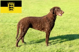 Lire la suite à propos de l’article Éleveurs de Retrievers à poil bouclé et chiots dans le Bade-Wurtemberg