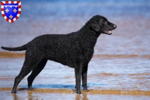 Lire la suite à propos de l’article Éleveurs de Retrievers à poil bouclé et chiots en Centre-Val de Loire