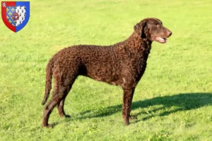 Lire la suite à propos de l’article Éleveurs de Retrievers à poil bouclé et chiots en Pays de la Loire