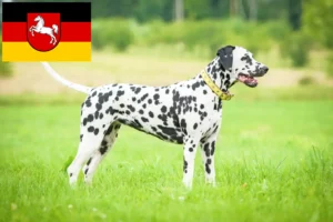 Lire la suite à propos de l’article Éleveurs de dalmatiens et chiots en Basse-Saxe