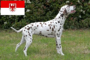 Lire la suite à propos de l’article Éleveurs de dalmatiens et chiots dans le Brandebourg