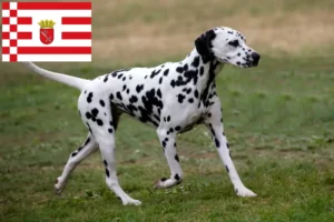 Lire la suite à propos de l’article Éleveurs de dalmatiens et chiots à Brême