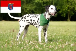 Lire la suite à propos de l’article Éleveurs de dalmatiens et chiots en Hesse