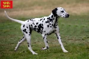 Lire la suite à propos de l’article Éleveurs de dalmatiens et chiots en Normandie