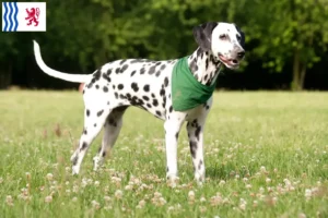 Lire la suite à propos de l’article Éleveurs de dalmatiens et chiots en Nouvelle-Aquitaine