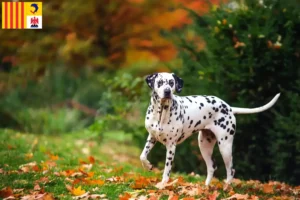 Lire la suite à propos de l’article Éleveurs de dalmatiens et chiots en Provence-Alpes-Côte d’Azur