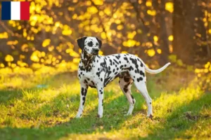 Lire la suite à propos de l’article Éleveurs de dalmatiens et chiots à la Réunion